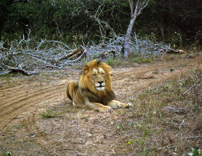 Lion at Phinda